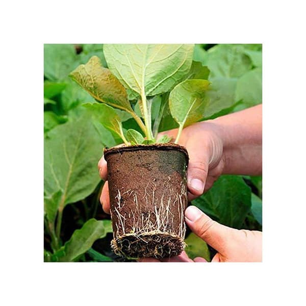 Biohajoavat kuituistutusruukut, 8 cm - 50 kpl pakkaus