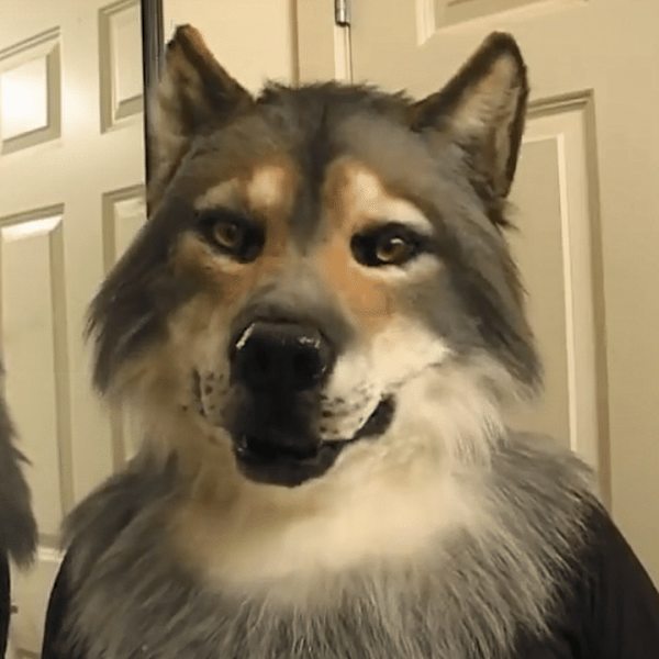 Halloween-skräck latex stoppad djurhuvudmask dansfest simulering cosplay Husky