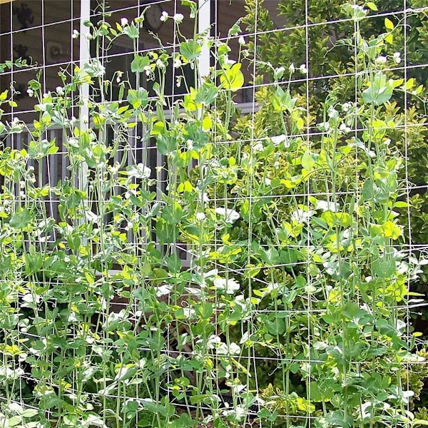 Plantera Spaljé Nät Växtstöd Växtält Spaljé Net Plant Klätternät