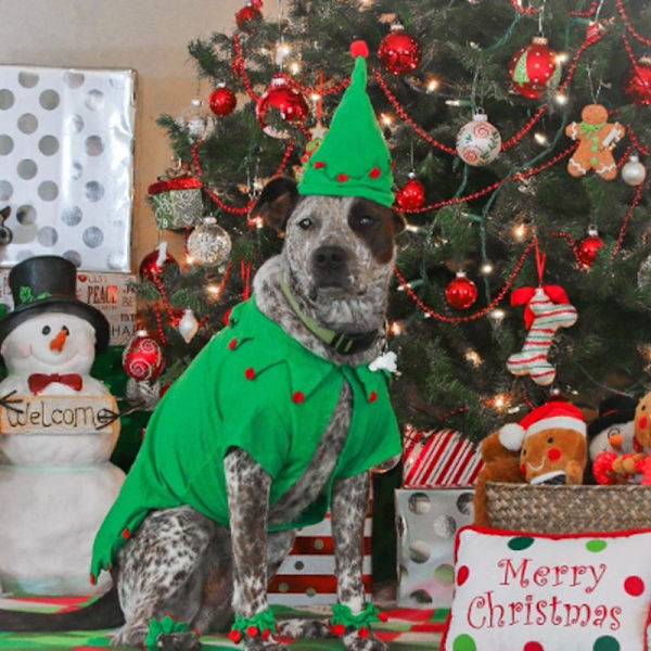 Katt Jul Katt Hund Kostym Set Husdjur Cape med Stjärna och M