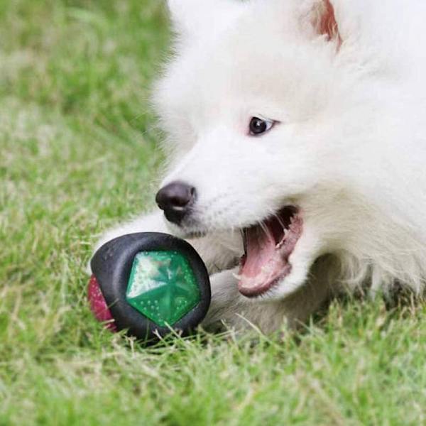 Koira lelu pallo LED-valolla ja vinku, koira pallo musta