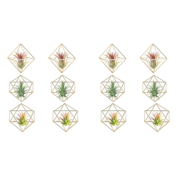 12 kpl:n ilmakasvitelineen mini metallipöytäkoriste, moderni geometrinen istutuskone, Tillandsia-näyttöteline