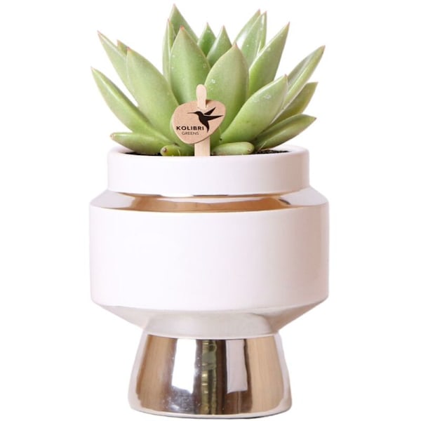 Kolibri Greens - Grön Växt - Echeveria Miranda Suckulent i Kruka Le Chic Argent - Storlek 9cm kruka - grön inomhusväxt