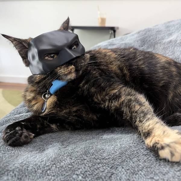 Ny Fladdermus Katt Hämnare Mask Cosplay Hatt Kattleksaker Ornament Coola Batman Kattmasker Husdjurstillbehör Dekoration