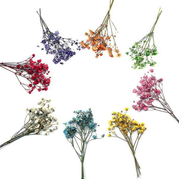 12 st Torkade blombuketter Naturlig Långvarig Realistisk Färgglad Torkad Gypsophila Blomma För Bröllop