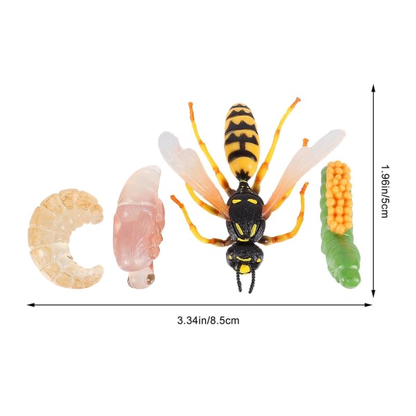 1 set/4 st. Realistisk insektstillväxtmodell Getingdisplay prydnad för barn kognitiv leksak 8.5X5CM