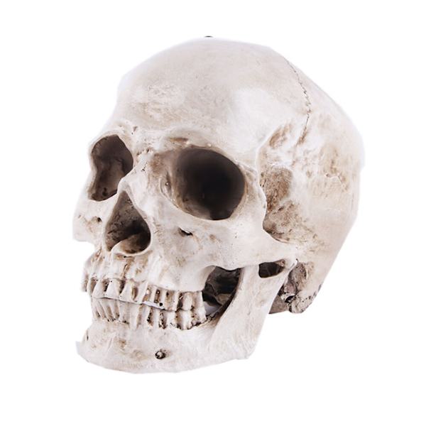 Anatomisk Kranium Model - Realistisk Menneskekranium i Resin - Naturlig Størrelse