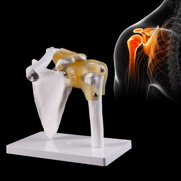 Funktionell anatomisk livstorlek mänsklig anatomi skelett axelled led muskelmodell för undervisning studieverktyg