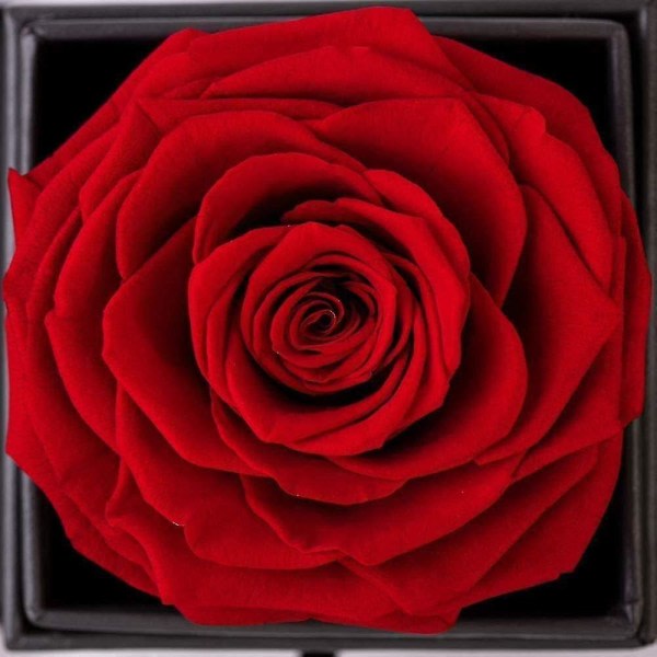 Bevarad äkta ros med rosbrosch smycken presentask