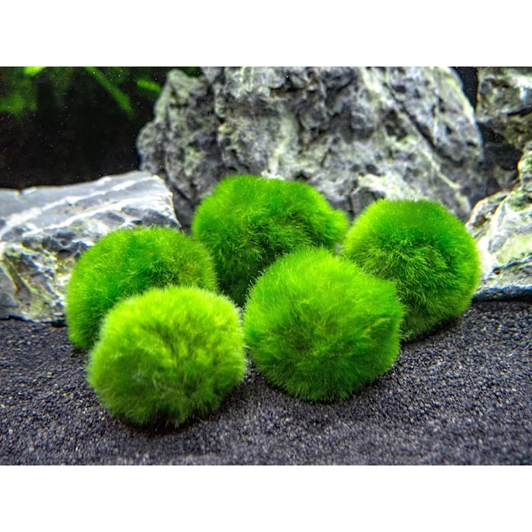 10 Marimo moskuskugler 2,5 cm, Simulation grøn algebold
