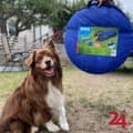 Hundetunnel til agility - 3 m