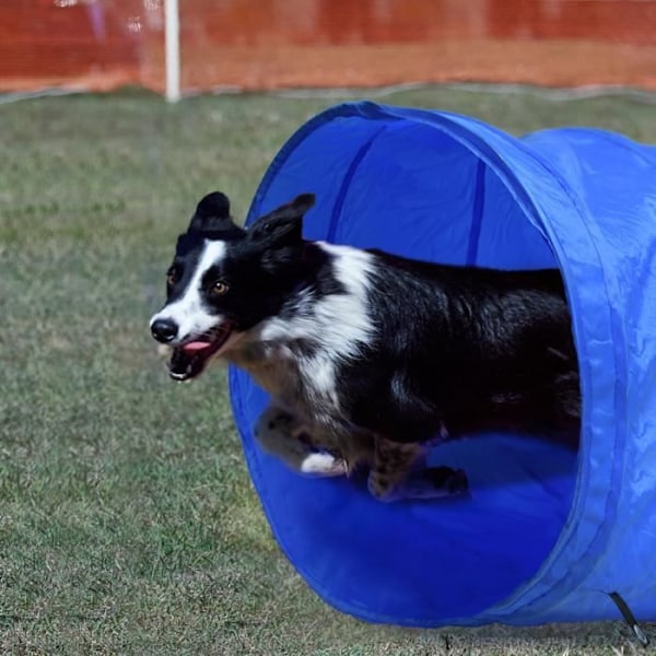 UISEBRT Agility Træningssæt til Hunde med Slalomstænger Justerbar Springring Tunnel Springstang Blå og O blue and orange