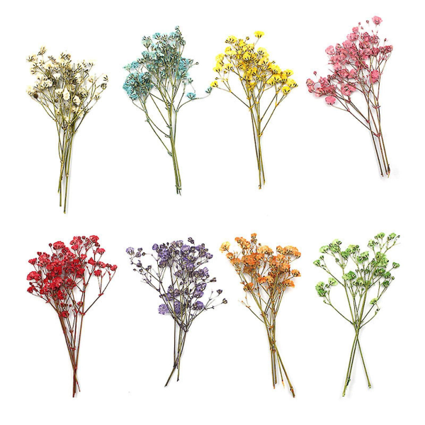 12 st Torkade blombuketter Naturlig Långvarig Realistisk Färgglad Torkad Gypsophila Blomma För Bröllop