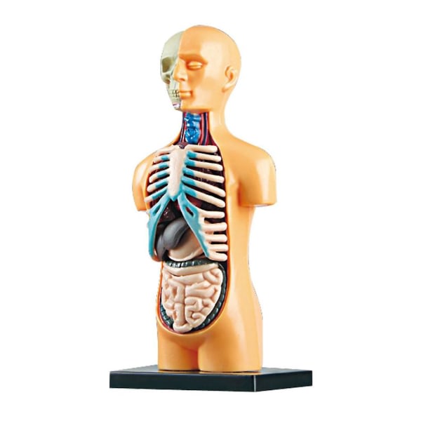 Människokroppens anatomimodell Realistiska kroppsskelettmodeller Plasttillverkade Bästa set för barn