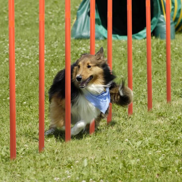 UISEBRT Hund Agility Träningskit med Slalom Bars Justerbar Hoppring Tunnel Hopp Bar Blå och Orange