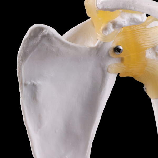 Funktionell anatomisk livstorlek mänsklig anatomi skelett axelled led muskelmodell för undervisning studieverktyg
