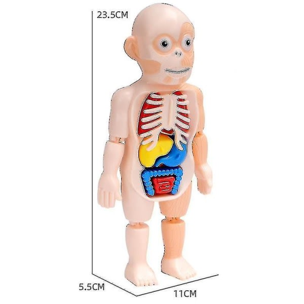 3d-pussel Människokroppen Anatomi modell Pedagogisk inlärningsorgan monterad leksak Kroppsorgan Lärverktyg för barn