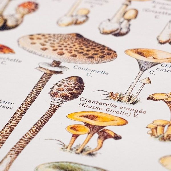 Champignon-juliste – vintage, sienikuva, metsä, kasvit (A2 (42 x 60 cm))