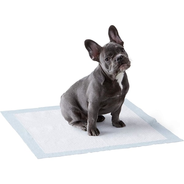Dog and Puppy Training Pads, Leakproof, 5-Layer Design with Quick-Dry Surface, Regular, Pack of 50