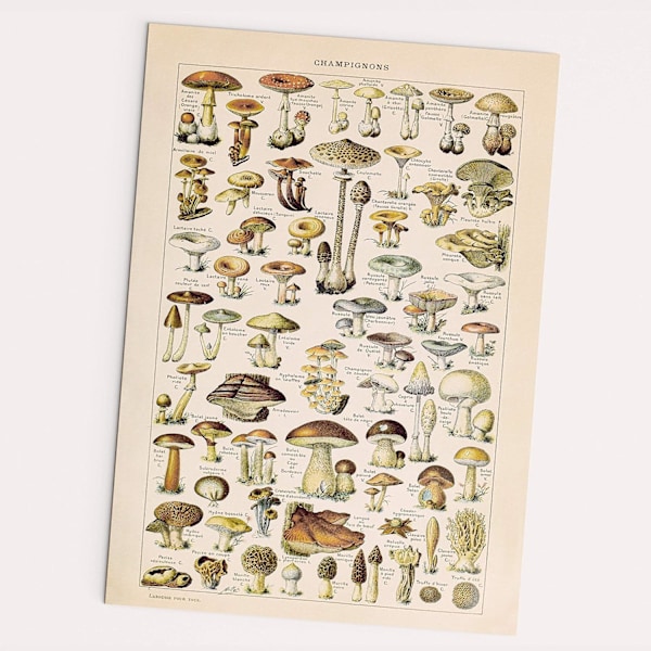 Champignon-plakat - vintage, svampebillede, skov, planter (A2 (42 x 60 cm))