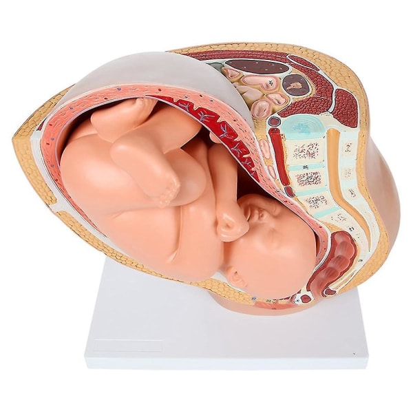 Hotrea! Människans graviditet Fosterutveckling 9:e månaden Embryonal bäckenmodell Foster Graviditet Anatomi av placentamodellen