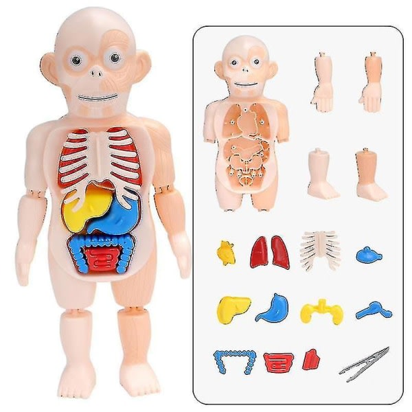 3d-pussel Människokroppen Anatomi modell Pedagogisk inlärningsorgan monterad leksak Kroppsorgan Lärverktyg för barn