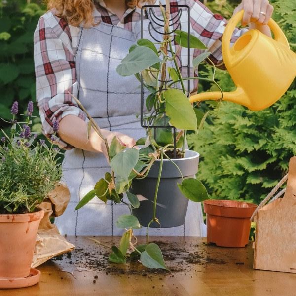 CDQ Pakke med 2 36 x 10 cm Metal Plant Net, Spalier til Potteplanter med 20 Remme (Sort)