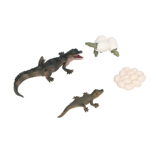 Simulering Djur Krokodil Tillväxtcykel Modell Krokodiltillväxtprocess Barnvetenskap Utbildning Pedagogiska leksaker
