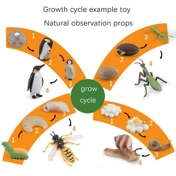Simulering Insekter Barn Läromedel Djurens tillväxtcykel M A5 ant