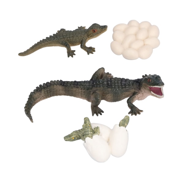 Simulering Djur Krokodil Tillväxtcykel Modell Krokodiltillväxtprocess Barnvetenskap Utbildning Pedagogiska leksaker