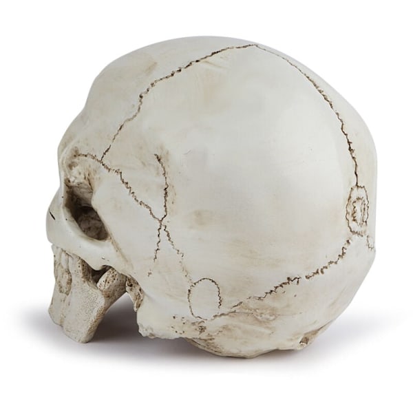 Realistinen Ihmisen Pääkallomalli - Elävänkokoinen Hartsi Anatomia Pääkallo Lääketieteelliseen Tutkimukseen ja Halloween-koristeluun