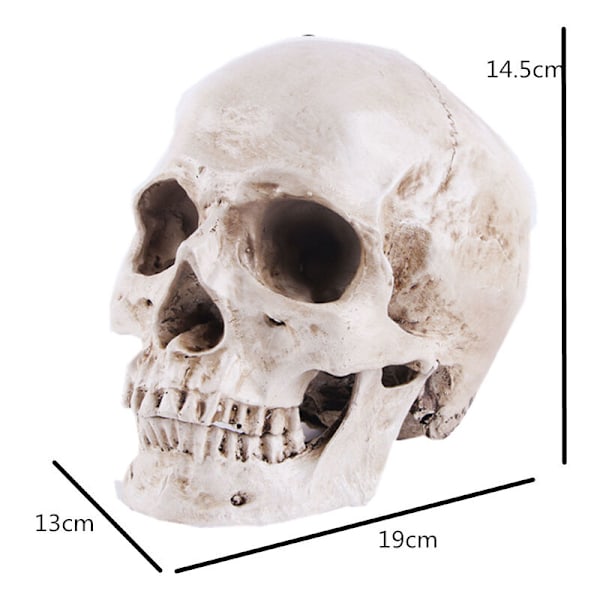 Realistisk menneskekraniummodel - Livsstørrelse Resin Anatomisk Kranium til Medicinske Studier & Halloween Dekoration