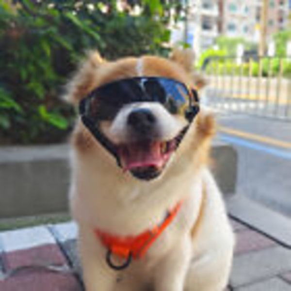 Pet Dog Goggles Briller Sne Vindtætte UV-beskyttelsessolbriller til lille hund Red