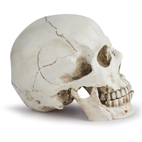 Realistisk menneskekraniummodel - Livsstørrelse Resin Anatomisk Kranium til Medicinske Studier & Halloween Dekoration