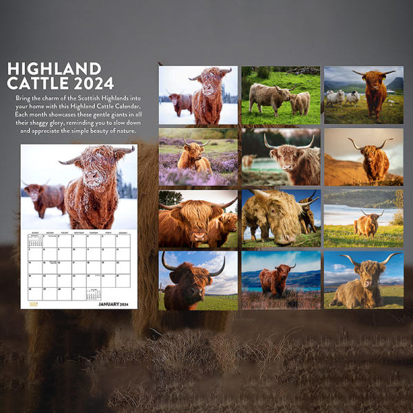 Highland Cow-kalender 2024 Månadsväggkalender 12 månader Rolig