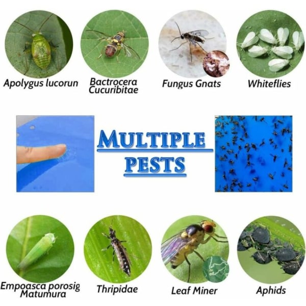 30 flygande insektsfällor 30 st Sticky Trap Dubbelsidigt lim Blå klistermärken Papper Vattentätt insektsmedel för trädgårdsväxter Blomma Fruktskydd