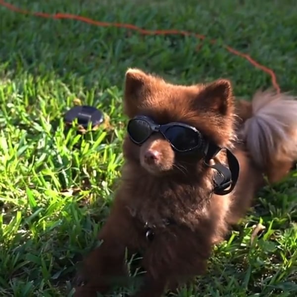 Hunde briller sammenklappelige kæledyr briller kat tilbehør hvalp fotos værktøjer dekorationer til hund sommerfest briller pink