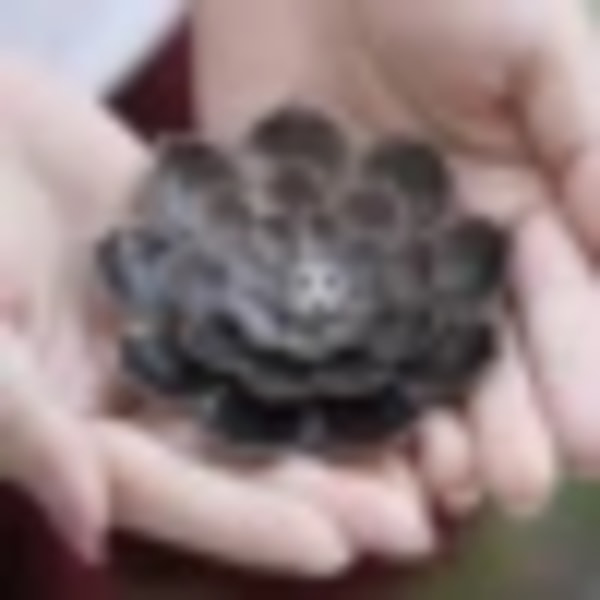 Betterlifefg-seos rökelsehållare buddhism lotus linje rökelse tallrik sandelträ spole bas tempel yoga studios heminredning