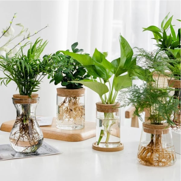 Hydroponic Vase Plant Vase 01 01 01
