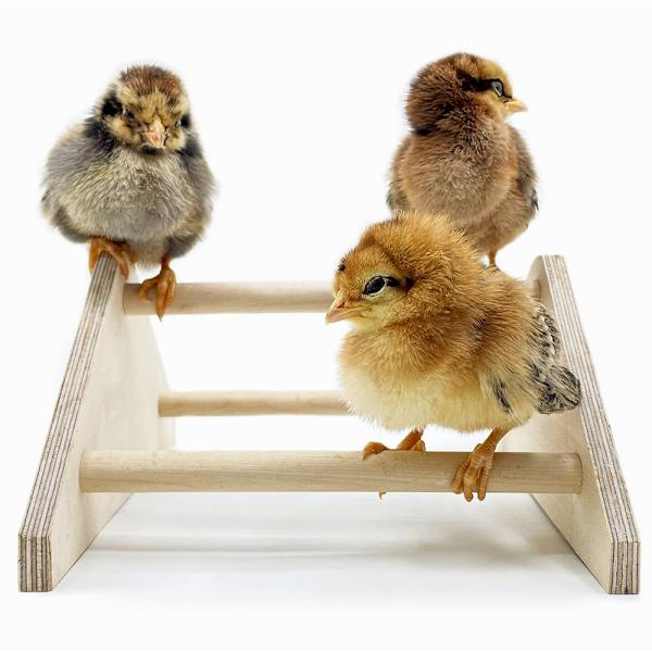 Parrot Stand Pet Chicken Stativ Stand Chicken Stand