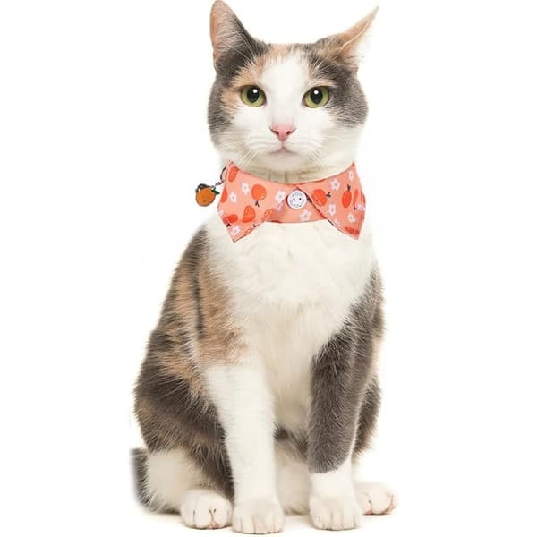 Hunde Slips Butterfly 7 7 7