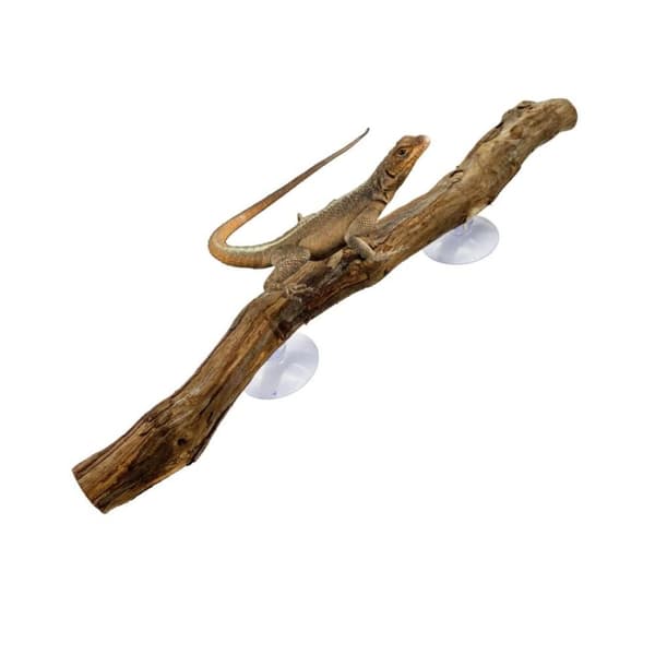 Reptil Dekor Grape Wood Stativ Leker Holdbare