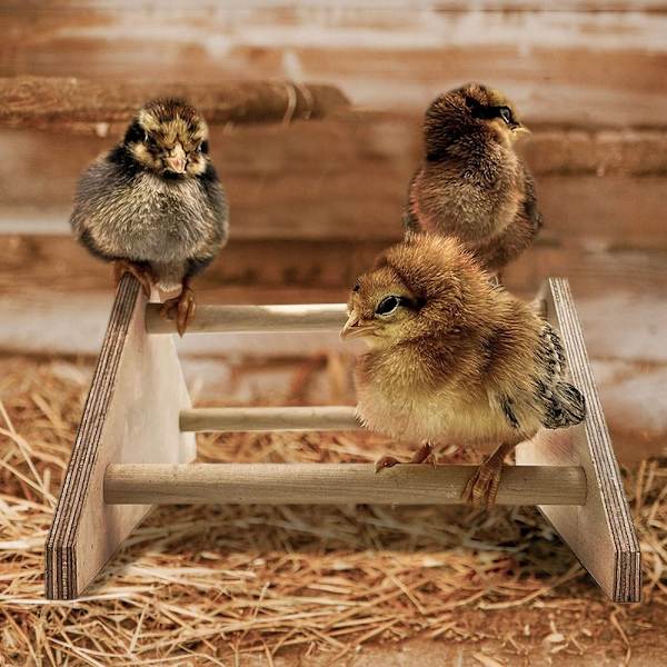 Parrot Stand Pet Chicken Stativ Stand Chicken Stand