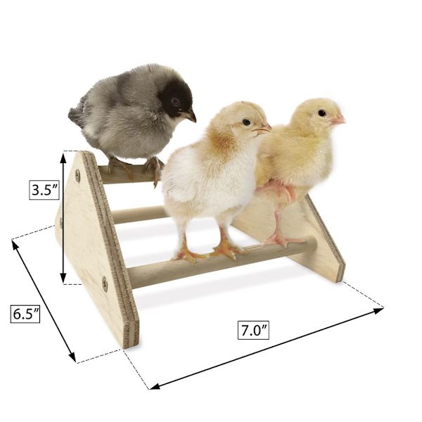 Parrot Stand Pet Chicken Stativ Stand Chicken Stand