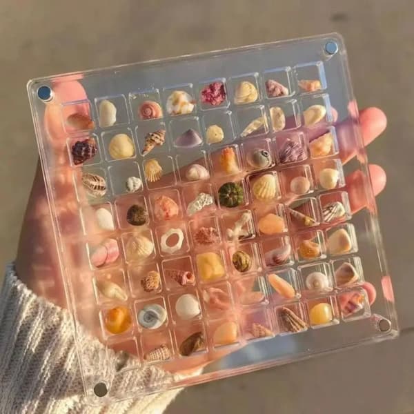 Magnetisk Snäckskalsvitrin Snäckskalsförvaringslåda 100 RUTOR 100 grid