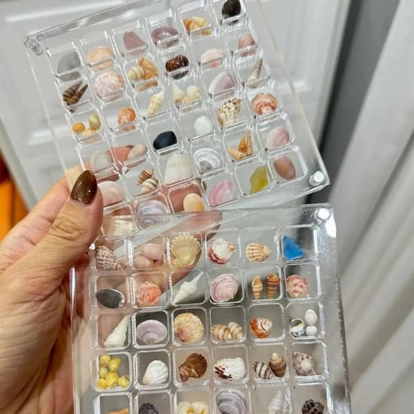 Magnetisk Snäckskalsdisplaybox Snäckskalsförvaringsbox 36 GRID 36 36 grid