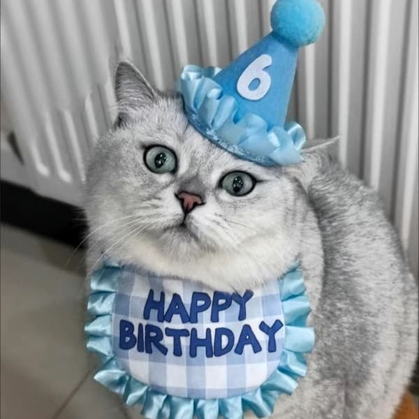 Katt Bursdag Skjerf Hatt Sett Rekvisittsett BLÅ Blue