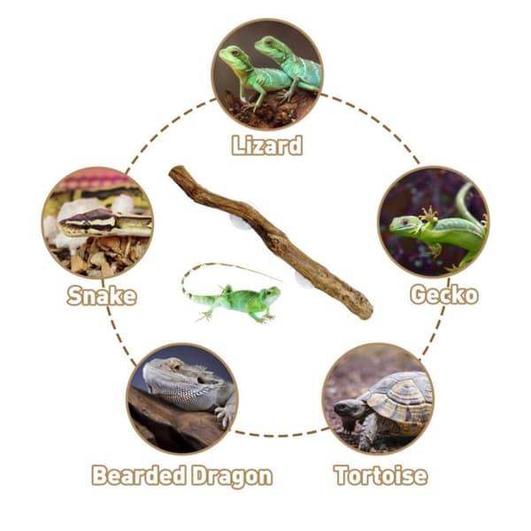 Reptil Dekor Grape Wood Stativ Leker Holdbare