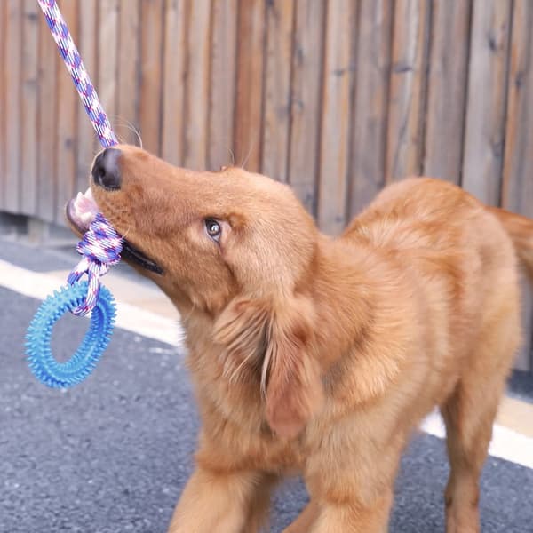 Interaktiv Hundleksak Ring Hund Tänder Rengöringstillbehör BLÅ Blue