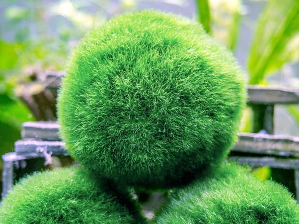 10 Marimo-leväpalloa 2,5 cm, simuloitu vihreä leväpallo